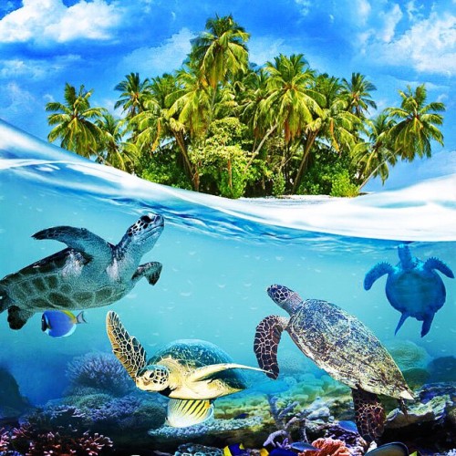 bywizus:  Shake Your CoCoNuts #coconuts #sea #sand #sunrise #skyscape #risingsun #jamaica #palm #isl