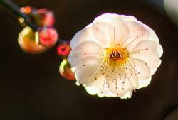 me-lapislazuli:White Plum Blossom | by kkoutaro