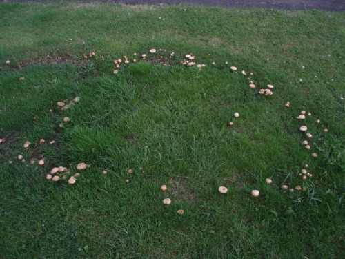 “fairy rings” a group of mushrooms forming a circle in random grassy fields