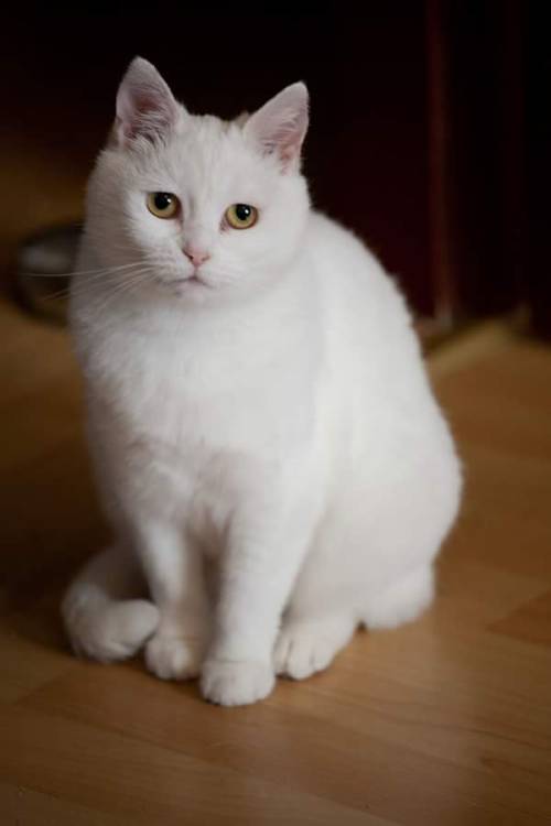 thecatsoftheworm: This is Isabeau, short Bo, the “cloud”. She’s a British short ha