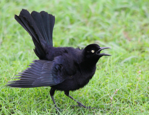 dollsahoy:beansproutmomo:parliamentrook:grackles are such fancy asshole birds, I love themphoto sour