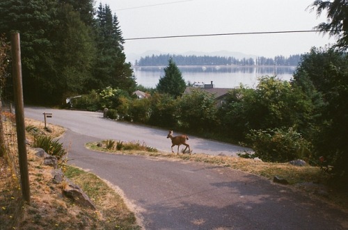 churchrummagesale:an early morning visitor to my uncle’s home on quadra island in british columbia