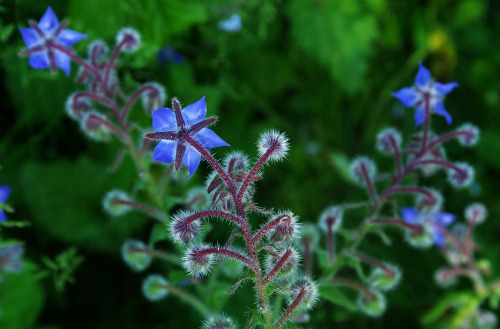 Borage - Borago officinalis - in a long, early morning shadow under a bright blue sky. Lewes, UK.