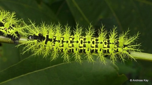 onenicebugperday:Saturniid caterpillars by Andreas Kay