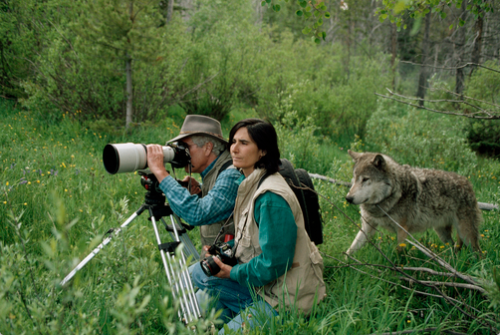 nubbsgalore:  jim and jamie dutcher, determined to show “the hidden life of wolves”, lived for six years with a pack of wolves in the idaho wilderness of yellowstone. a constant but unobtrusive presence, the dutchers earned the unshakable trust of