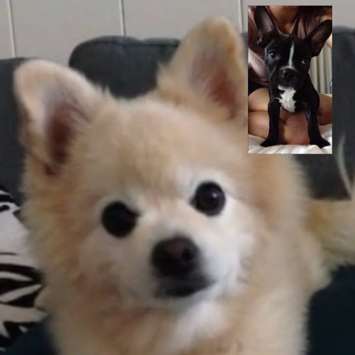 PePè got to FaceTime his cousin Ziggy #supdawg