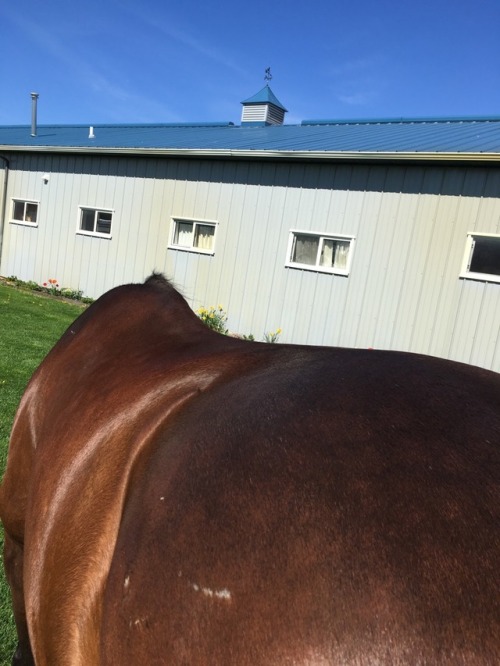 Dapples and topline development mr. Shrimp is lookin fiiiiiine.