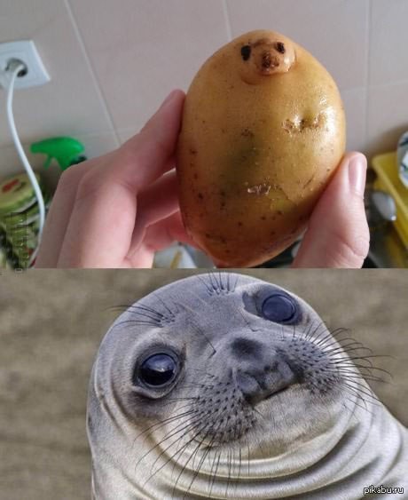 Awkward moment meme seal