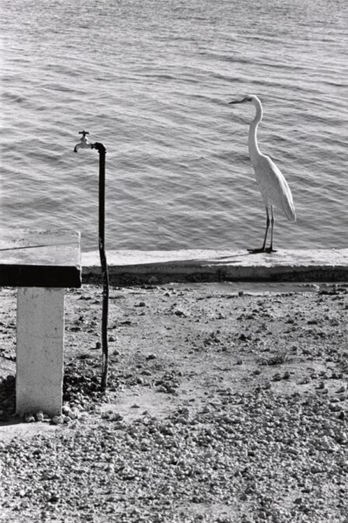 Sex Elliott Erwitt - Florida Keys, 1968. pictures