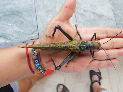onenicebugperday:Giant red-winged grasshopper, Tropidacris cristata, Romaleidae Found in Mexico