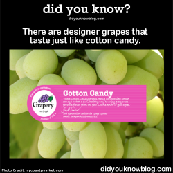 did-you-kno:  There are designer grapes that