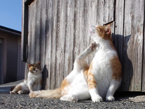 首をカキカキ。う～ん、気持ちいい。それを嬉しそうに見ている後ろのねこ。A cat scratching his neck. He looks good. The cat in the back loo