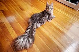 This Is A WIP Of One Of Those Feather Tailed Cats With Insane Tails