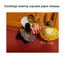 stimtastic:  Have some ducklings wearing