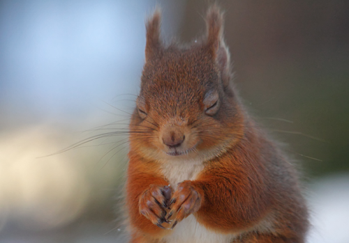 nubbsgalore:  red squirrels in winter. photos by (click pic) chris sharratt, meder.k, jules cox, kim