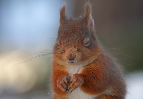 nubbsgalore: red squirrels in winter. photos by (click pic) chris sharratt, meder.k, jules cox, kim