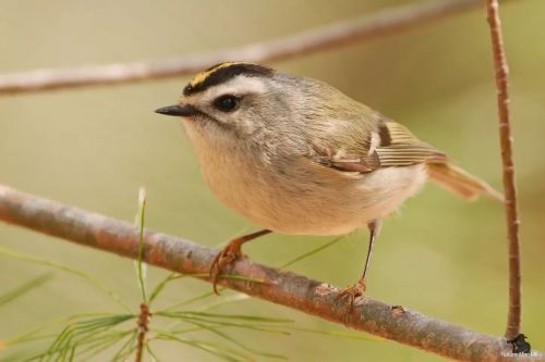 Golden-crowned Kinglet  #birdphotography #bird_captures #raw_birds #massaudubon #best_birds_of_world