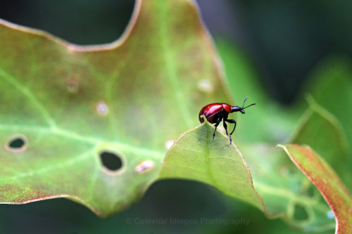 celestialmacros:Oak leaf rolling weevil (Homoeolabus analis)July 13, 2020Brownfield, Maine