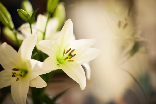 WHITE LILIUM