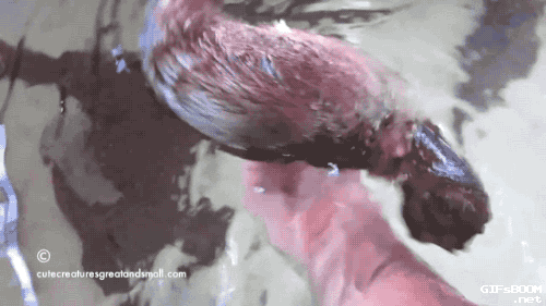 Porn tastefullyoffensive:  Video: Playful Platypus photos