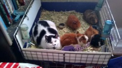 awwww-cute:  My friends cat grew up with guinea pigs. Sometimes she forgets she a cat 