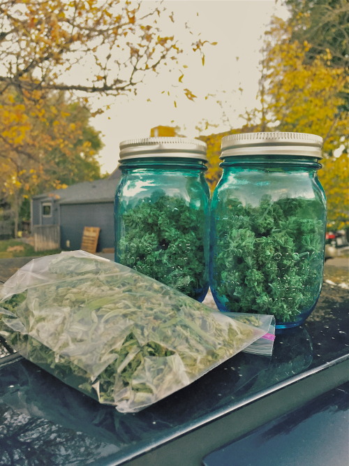 cannabis-vibes:  From about a month ago-me taking my first two jars and a bag of trim home from my first ever harvest! (✿◠‿◠)   