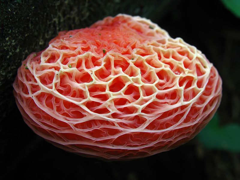 end0skeletal:   Weird Fungi! 1.  Orange Pore  2. Red Cup3. Inky Cap4. Veiled Lady5.
