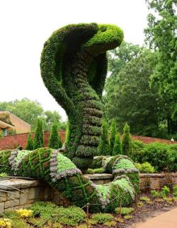 sixpenceee:  Located in the Atlanta Botanical Garden in Midtown Atlanta, Georgia.  