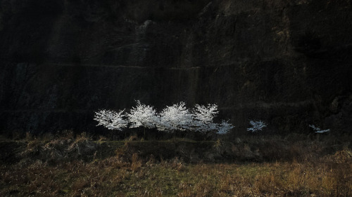 Yama-zakura blossom by Kiyoshi YAMATODANI