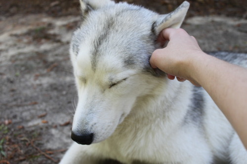 southernsnowdogs: Ear scratches