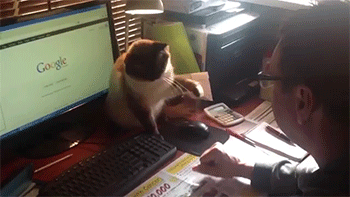 sizvideos:  Video
