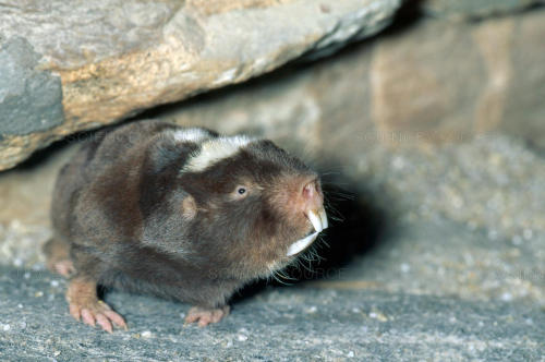 ainawgsd:The Damaraland mole-rat, Damara mole rat, or Damaraland blesmol (Fukomys damarensis) is a b