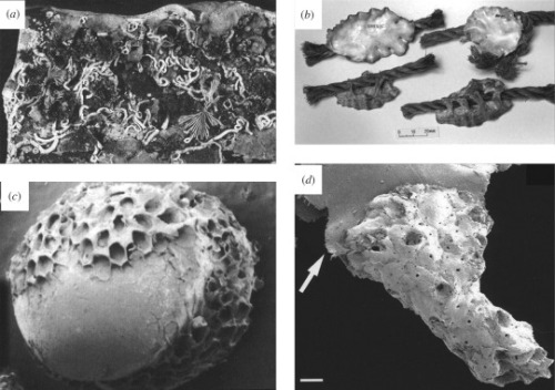  Pelagic plastic items are commonly colonized by a diversity of encrusting and fouling animals. Most