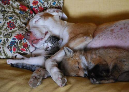 awwww-cute:  Wild fox becomes friends with dog and cat