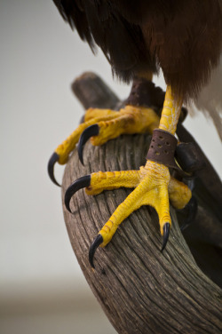 feathered-friends:  Talons by Mark P Cornell