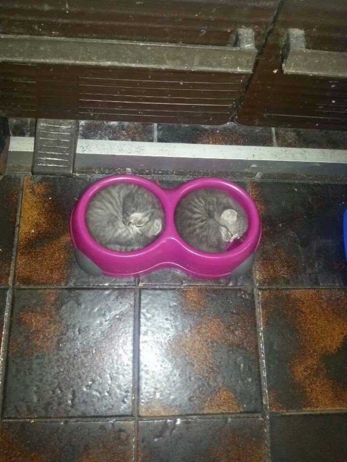 awwww-cute:  2 Cute Kittens Sleeping in Their Bowls (Source: http://ift.tt/2tNpMez)