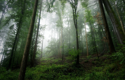 90377:    Foggy Forest Mood by BphotoR  