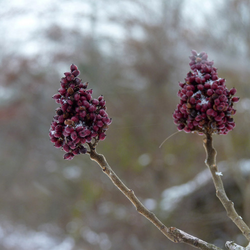 Sumac fruit by Dendroica cerulea on Flickr.