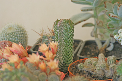 lets-talk-cacti:botanicaladventures:can anyone help me id this plant and maybe some tips on how to t