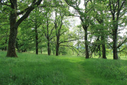 wanderthewood:  Wood at the center of Badbury Rings, an Iron Age hill fort in Dorset, England by Stoutcob