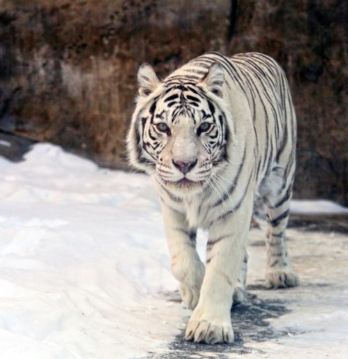 magicalnaturetour:  Photo by svetlana ~ White on white