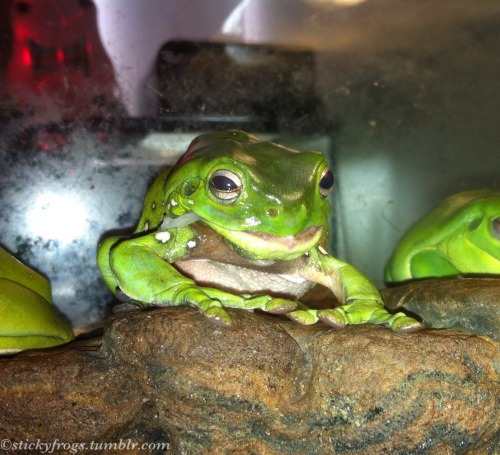 stickyfrogs:  Tiny had exciting plans this afternoon! At 3pm he sat on the ledge and took all his cl