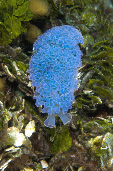 puppybrat22:  sixpenceee:  The Lettuce Sea Slug is an unusual and entertaining addition