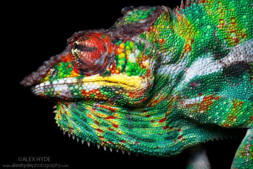 nemotes:  Chameleons are super cool, just in case you didn’t know yet.