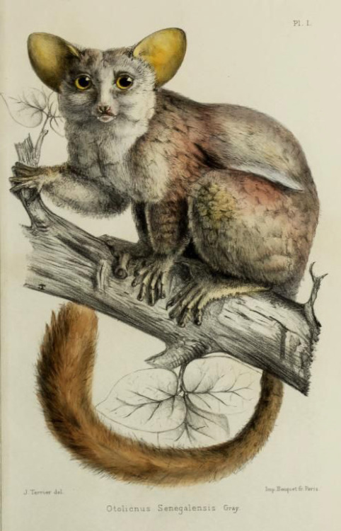 Alphonse Tremeau de Rochebrune, Otolicnus, 1883. Faune de la Sénégambie. Via Biodiversity Heritage L