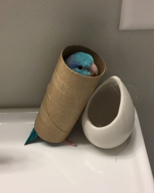 Flash got some quality toilet paper tube time this morning (because who doesn’t love toilet pa