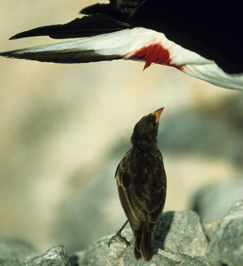 end0skeletal:The vampire finch lives on the most remote island of the Galapagos, Wolf Island. With a