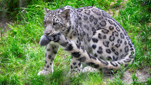 americanninjax: awesome-picz: Snow Leopards Love Nomming On Their Fluffy Tails. Why won’t my w