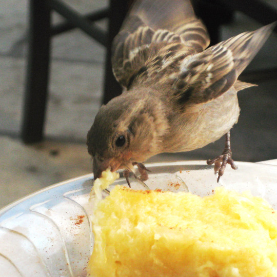ph.no 42, 16.10.15 | bird eating ‘‘galaktoboureko’‘ at Pyrgos village