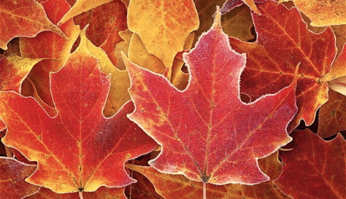 nubbsgalore:  late autumn hoarfrost, formed on the edges and spines of leaves as the humidity in the atmosphere condenses on the ground, which under clear skies loses heat more quickly than the surrounding air. photos by (click pic) allyhook, duncan